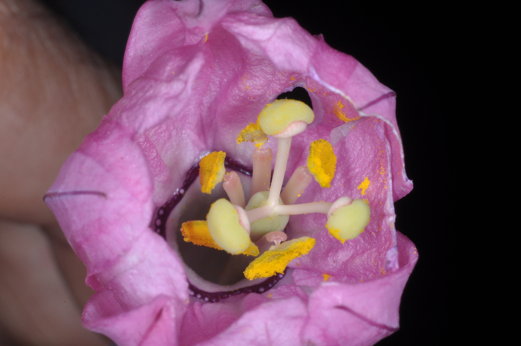 Passiflora cumbalensis image