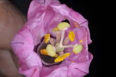 Passiflora cumbalensis