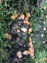 Phlebia radiata