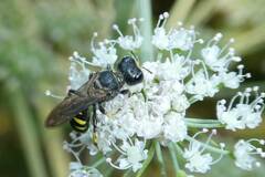 Ectemnius