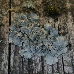 Punctelia subrudecta
