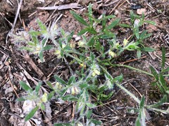Xanthosia huegelii