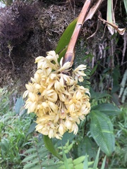 Maxillaria