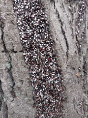 Oxycarenus lavaterae