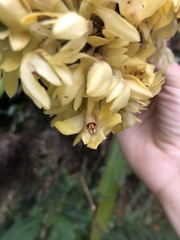 Maxillaria