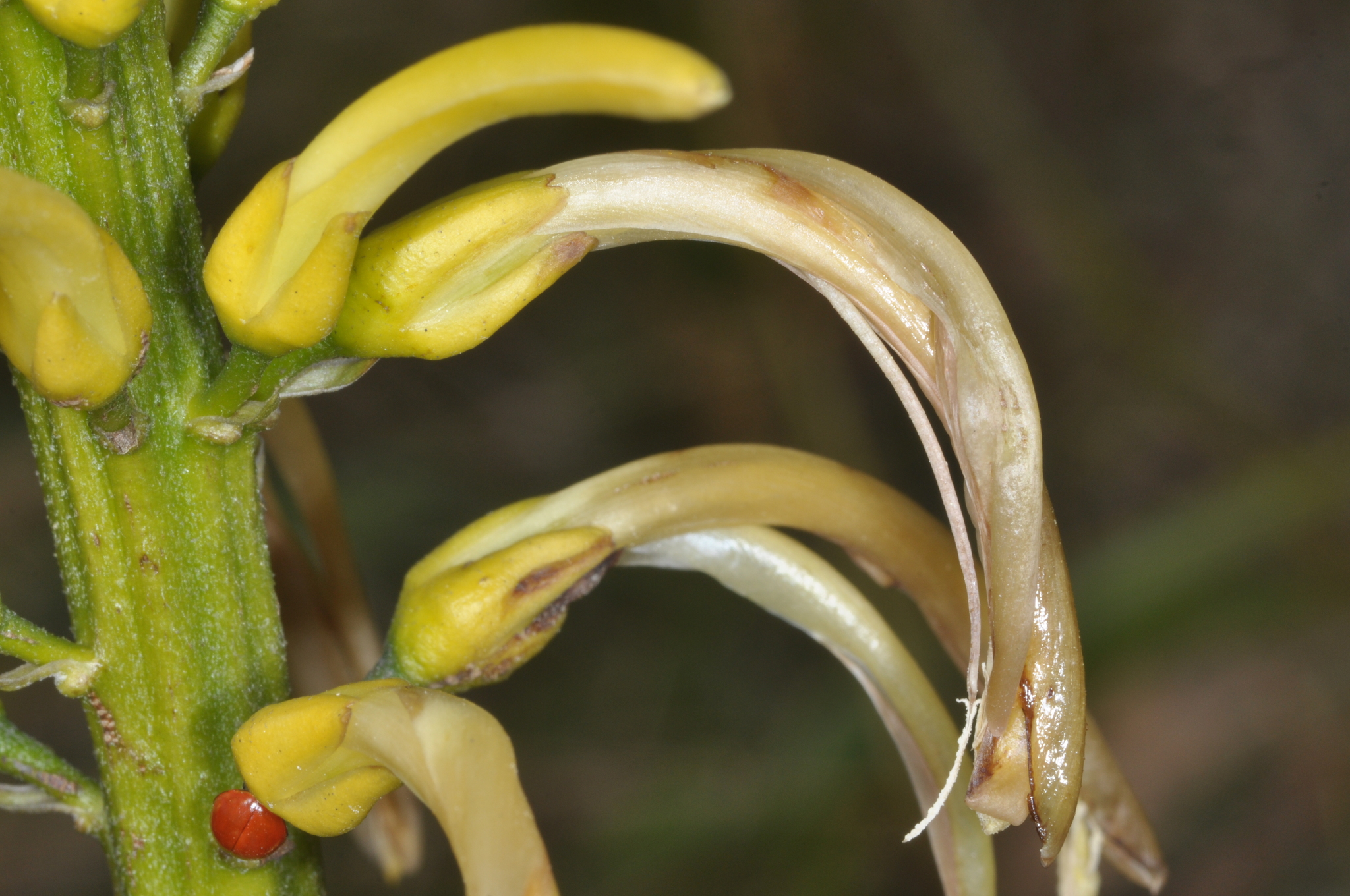 Pitcairnia trianae image