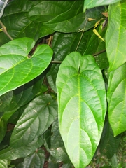 Aristolochia acuminata