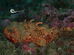 Scorpaena notata