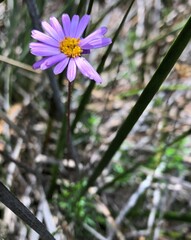 Olearia ciliata