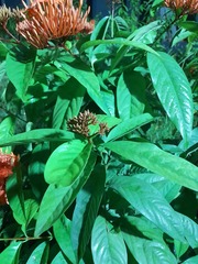 Ixora coccinea