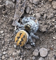 Phidippus kastoni