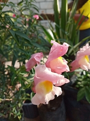 Antirrhinum