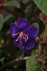 Tibouchina