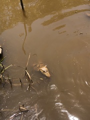 Crocodylia