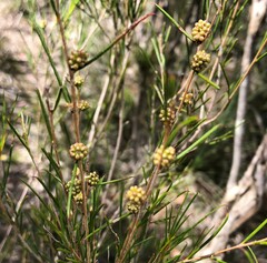 Melaleuca uncinata