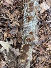 Peniophora albobadia