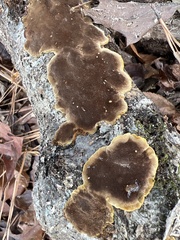 Peniophora albobadia