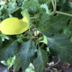 Calceolaria