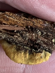 Peniophora albobadia