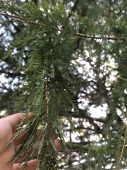 Taxodium mucronatum