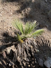 Washingtonia filifera
