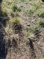 Nassella pulchra