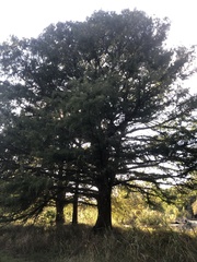 Taxodium mucronatum