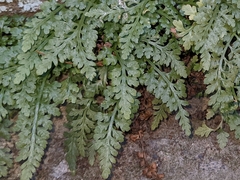 Asplenium montanum
