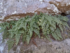 Asplenium montanum