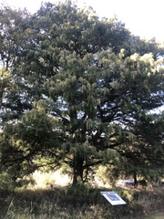Taxodium mucronatum