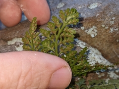 Asplenium montanum