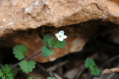 Veronica cymbalaria