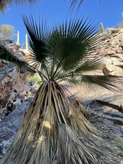 Washingtonia filifera
