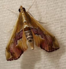 Agathodes ostentalis