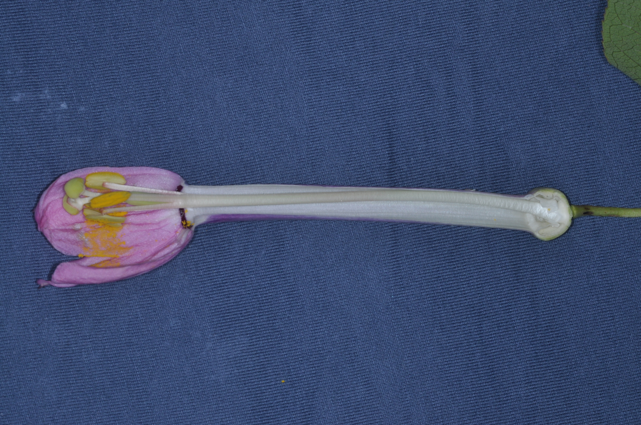 Passiflora cumbalensis image