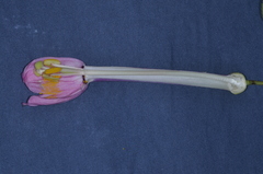 Passiflora cumbalensis