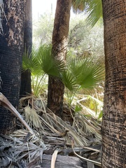 Washingtonia filifera