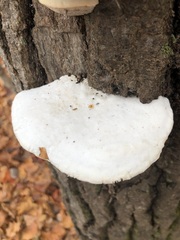 Trametes suaveolens
