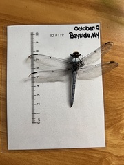 Libellula vibrans
