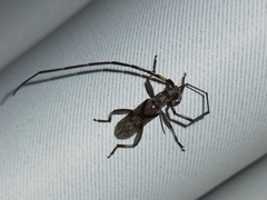 Didymocantha obliqua