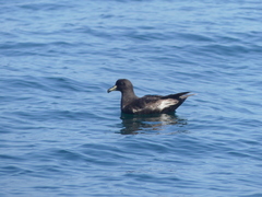 Procellaria westlandica