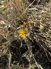 Grindelia camporum