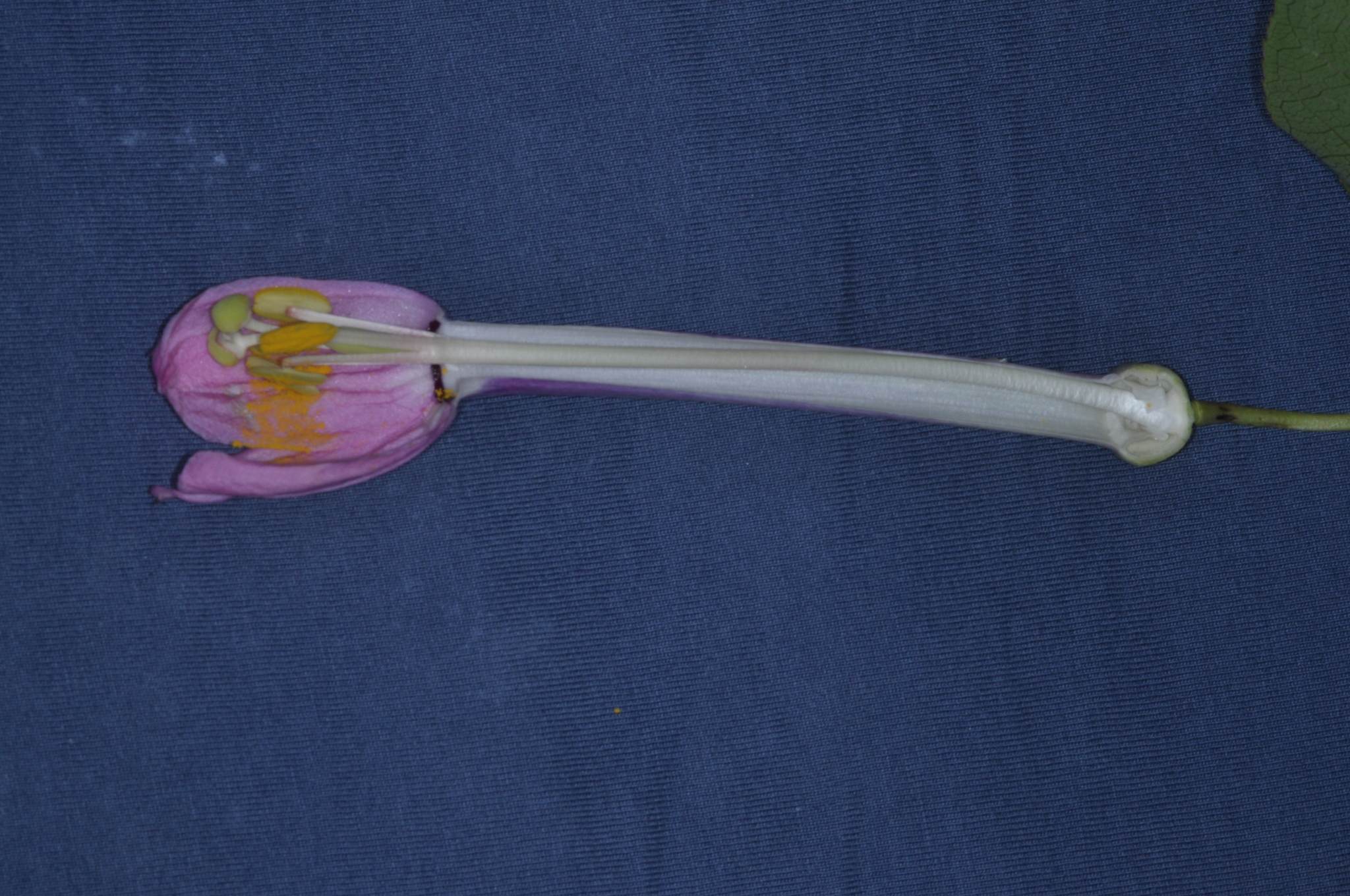 Passiflora cumbalensis image