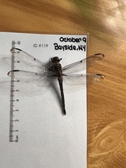 Libellula vibrans