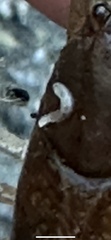 Onychiurinae