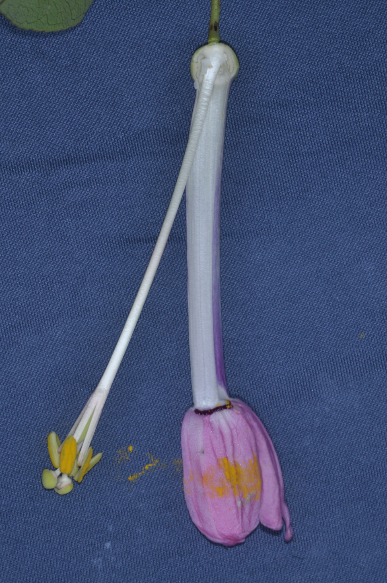 Passiflora cumbalensis image