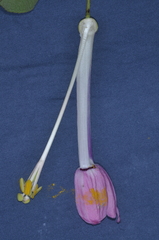 Passiflora cumbalensis