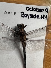 Libellula vibrans