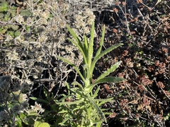 Pseudognaphalium californicum