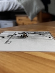 Libellula vibrans